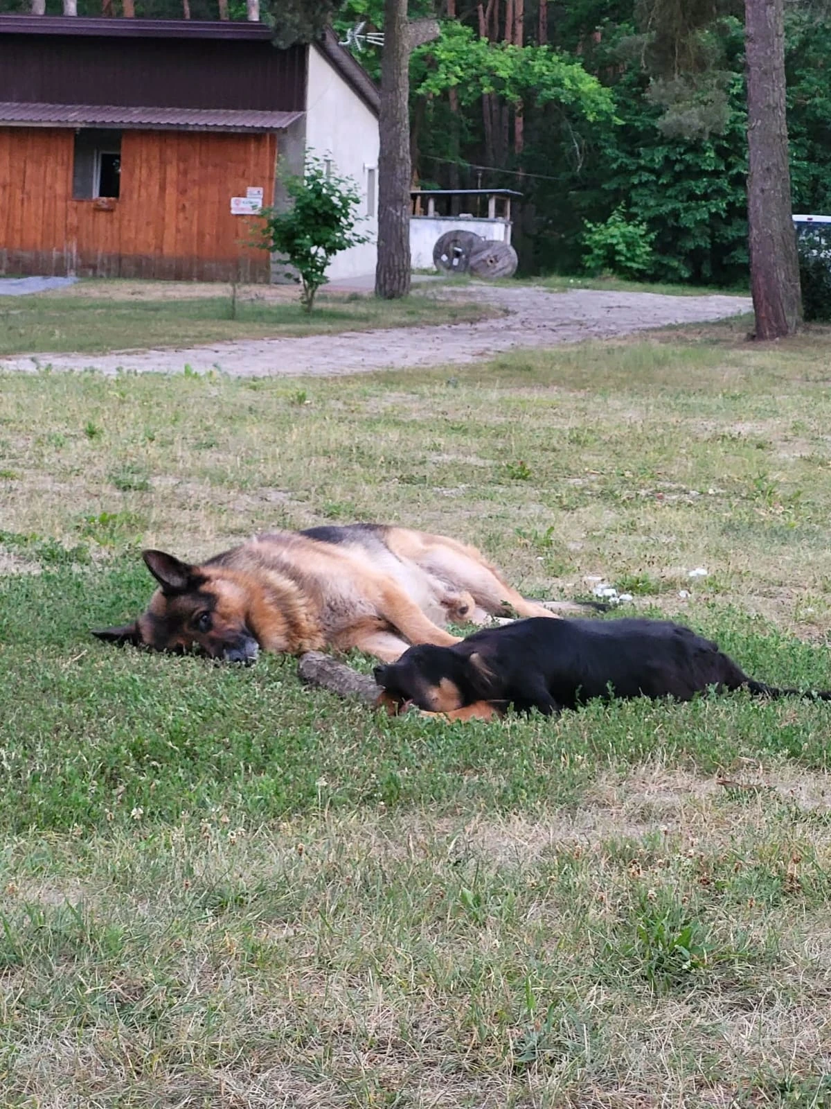 Zbliżenie psów leżących wspólnie na trawie