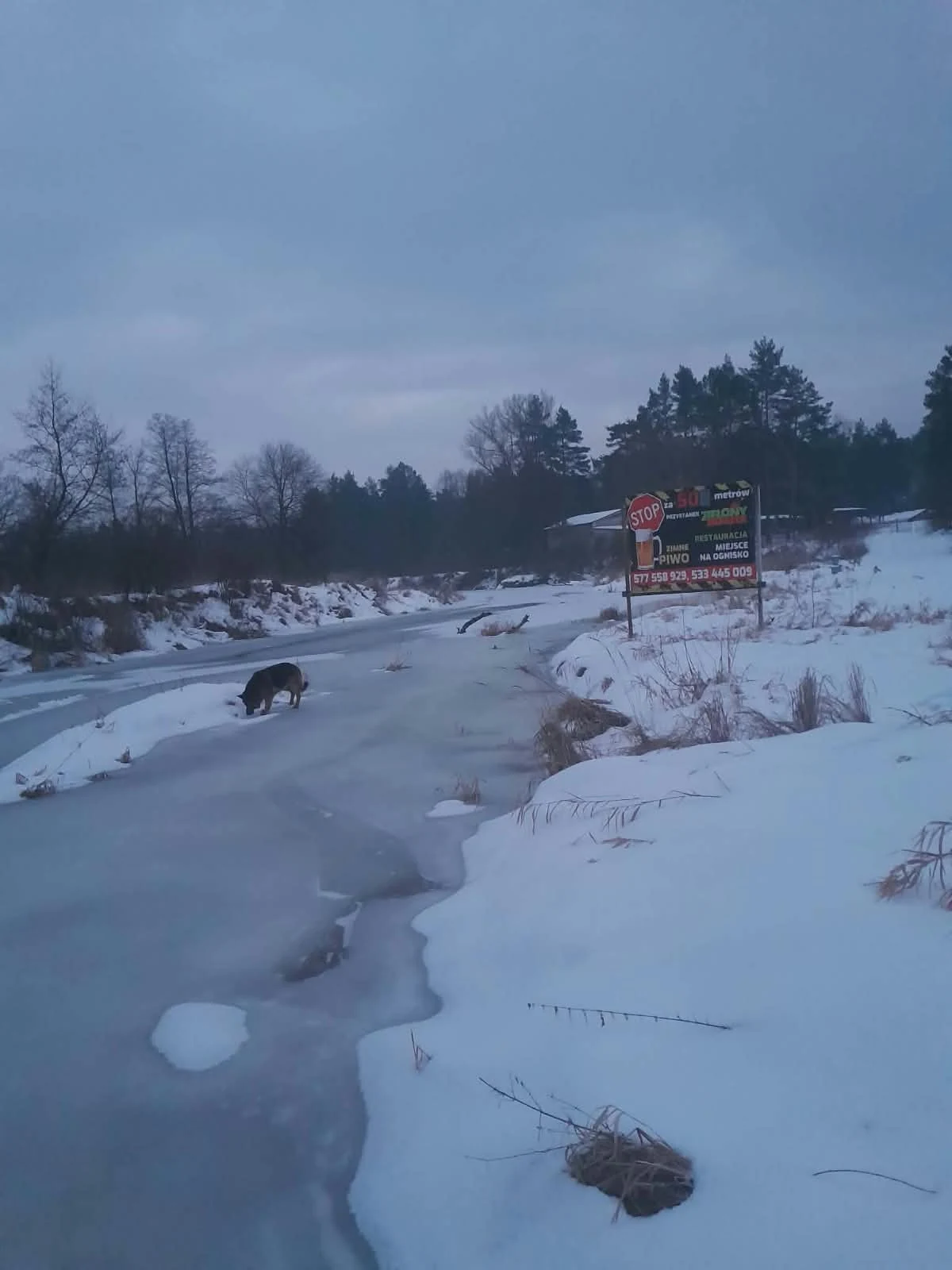 Pies na zaśnieżonym terenie nad rzeką